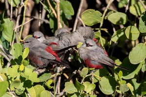 Cinderella Waxbills