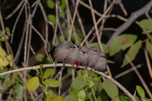 Cinderella Waxbill- Angolasysie