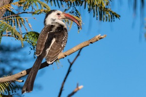 Damara Red-Billed Hornbill