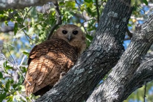  Pels Fishing Owl