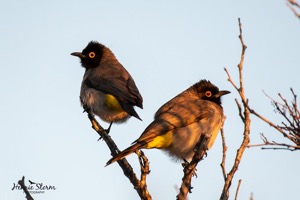 African Red-eyed Bulbul