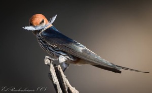 Lesser Striped Swallow