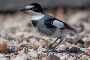 White-tailed Shrike