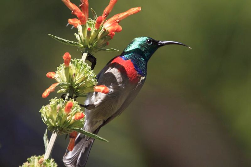 Southern Double-collared Sunbird