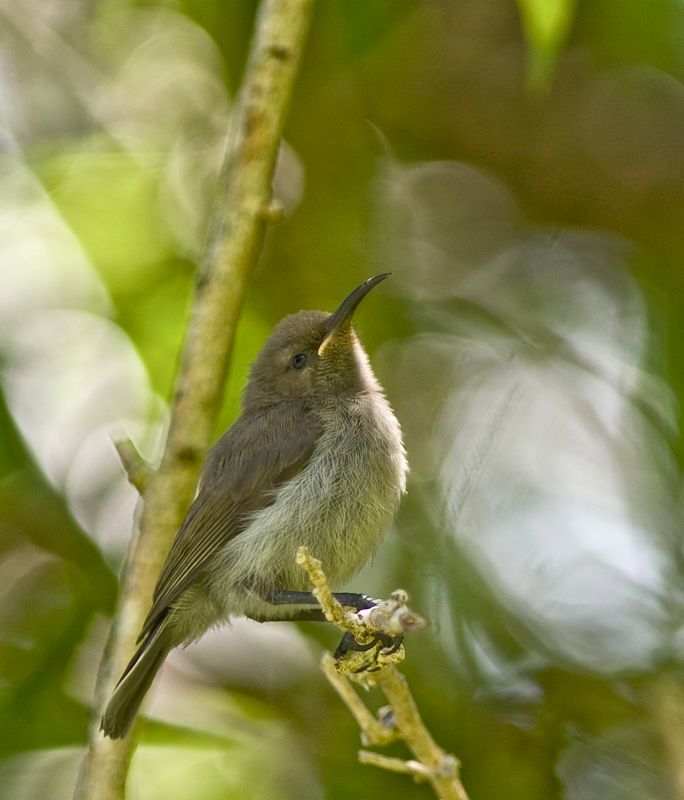 Double-collared Sunbird baby