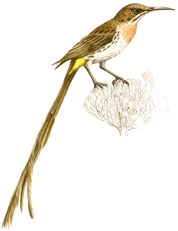 Cape Sugarbird - enlarge
