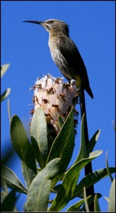 Kaapse Suikervol