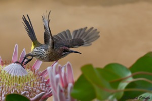 Suikervol  taking off