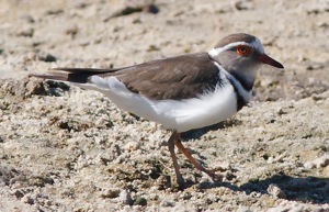 Three-banded Plover