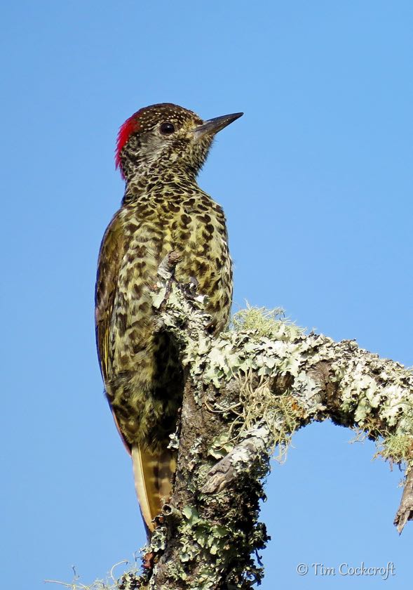 Knysna Woodpecker female