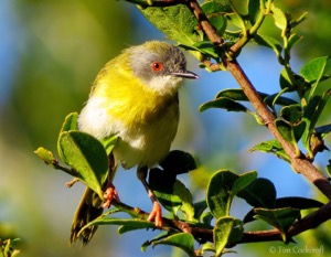 Apalis Yellow-breasted