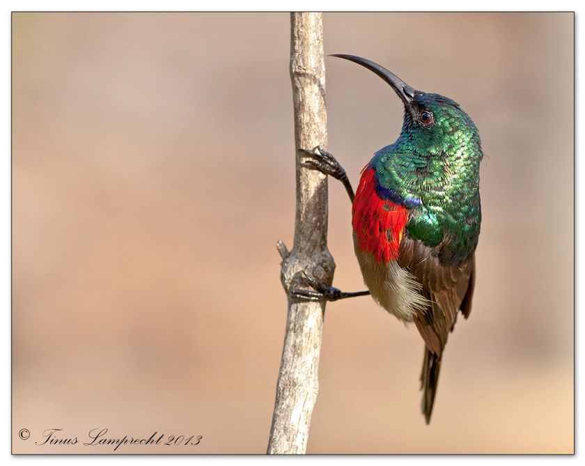 825 Greater Double Collared Sunbird
