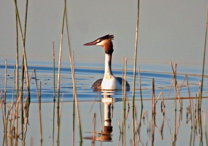 415 Great Crested Grebe
