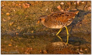 Spotted-Crake