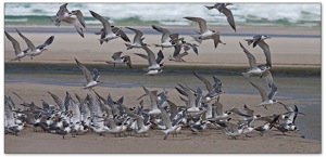 Swift Terns