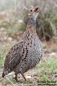 Grey-winged Francolin