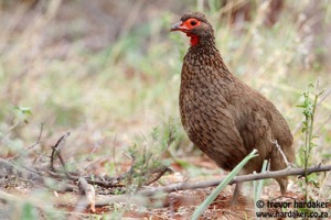 Swainson's Spurfowl