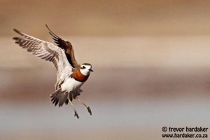 Caspian Plover