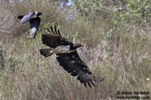 Martial Eagle-Pied Crow