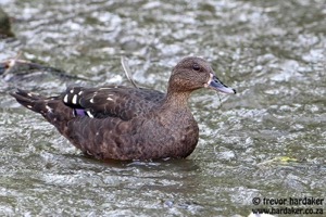 African Black Duck