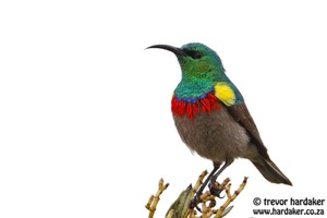 Southern Double-collared Sunbird1