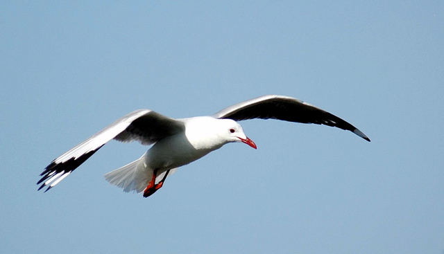 Hartlaub's Gull