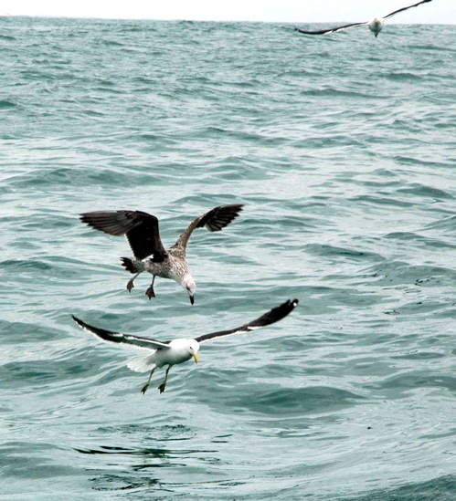 Kelp Gulls