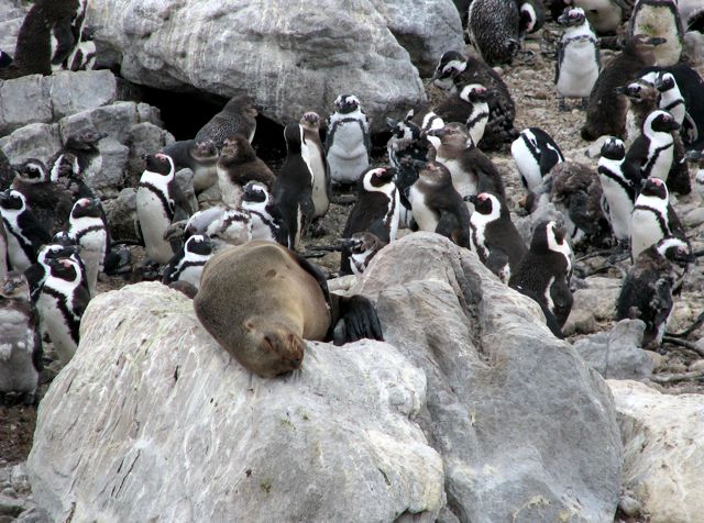 Cape Fur Seal, surrounded by prey