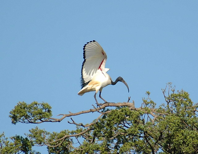 African Sacred Ibis
