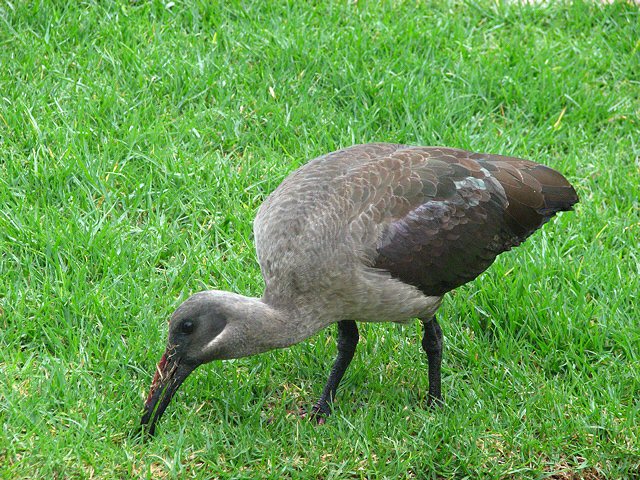 Hadeda Ibis