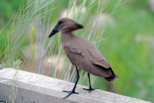 Hamerkop