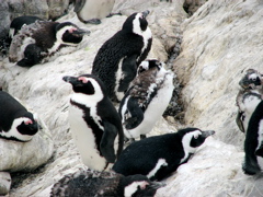 African Penguin moulting