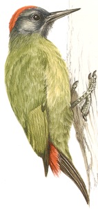 Olive Woodpecker