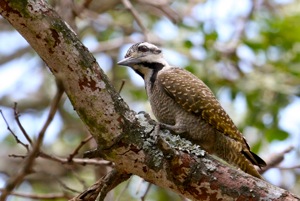 Bearded Woodpecker