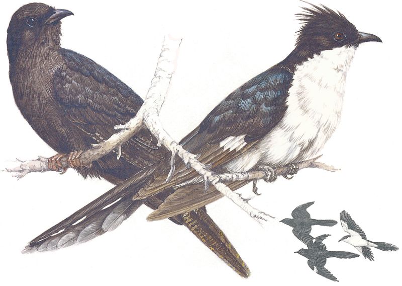 Black Cuckoo and Jacobin Cuckoo