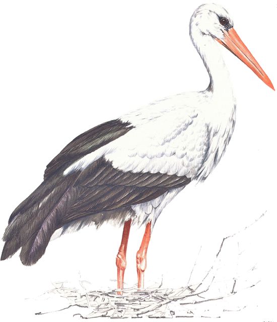 White Stork