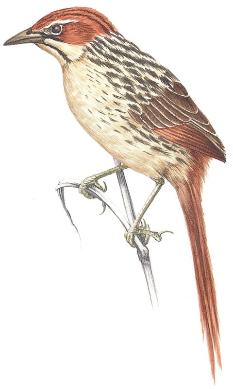 Cape Grassbird