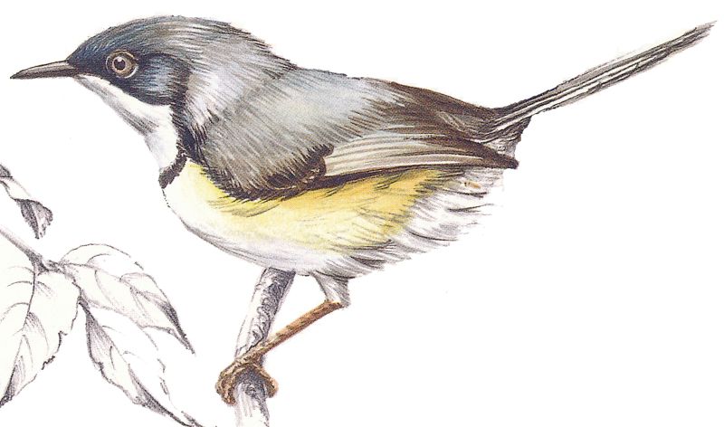 Bar-throated Apalis 