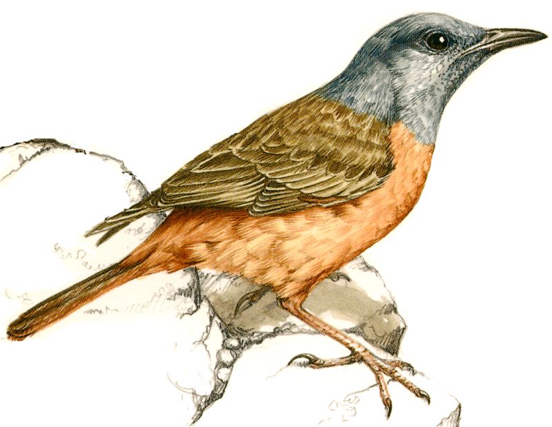 Cape RockThrush