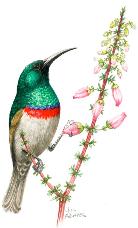 Southern Double-collared Sunbird