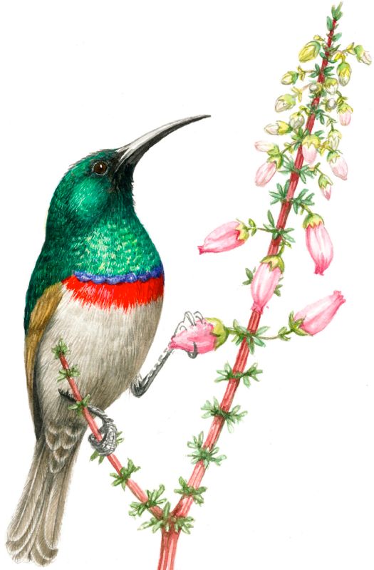 Southern Double-collared Sunbird