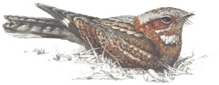 Fiery-necked Nightjar