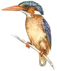 Malachite Kingfisher