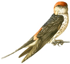 Greater Striped Swallow and  