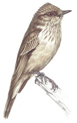 Spotted Flycatcher 