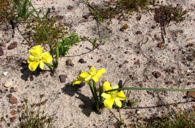 Moraea fugax (type 2)