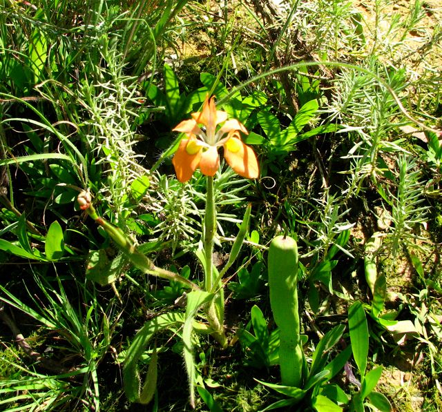 Moraea papilionacea