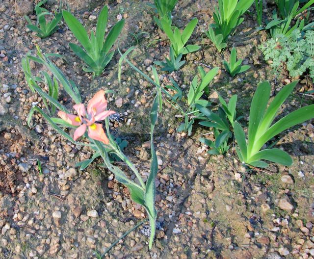 Moraea papilionacea