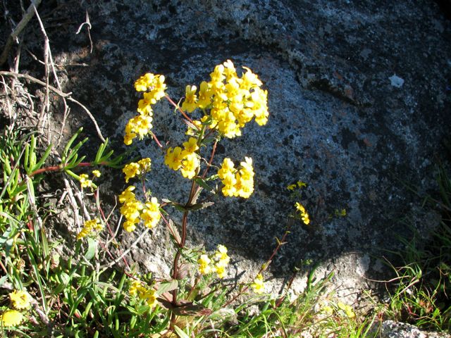 Nemesia affinis 