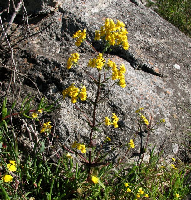 Nemesia affinis 